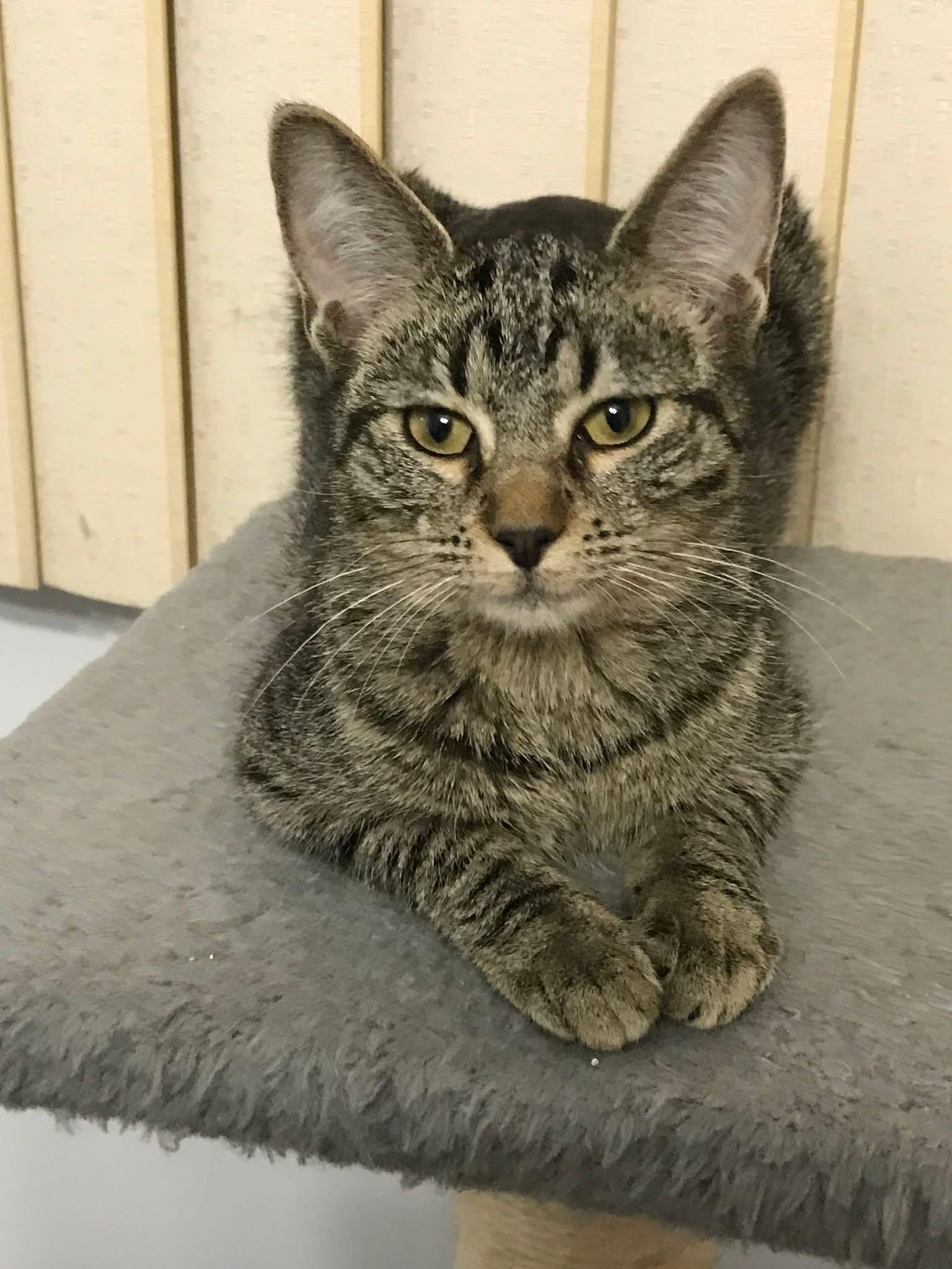 Usher & Britney Spears (BONDED PAIR), a Adoptable mixed breed in Orland Park, IL image 6/6