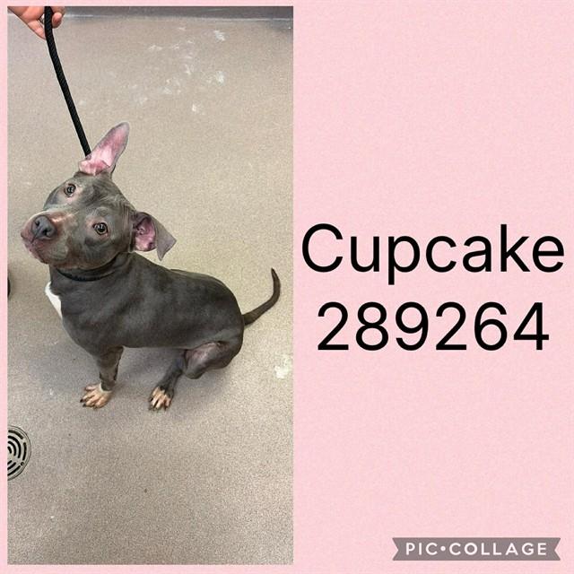 CUPCAKE, Adoptable, Adult Female Mixed Breed.