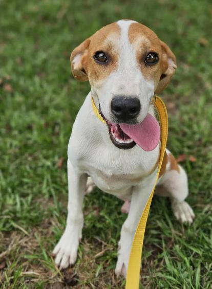 Cajun, Adoptable, Puppy Male Hound.