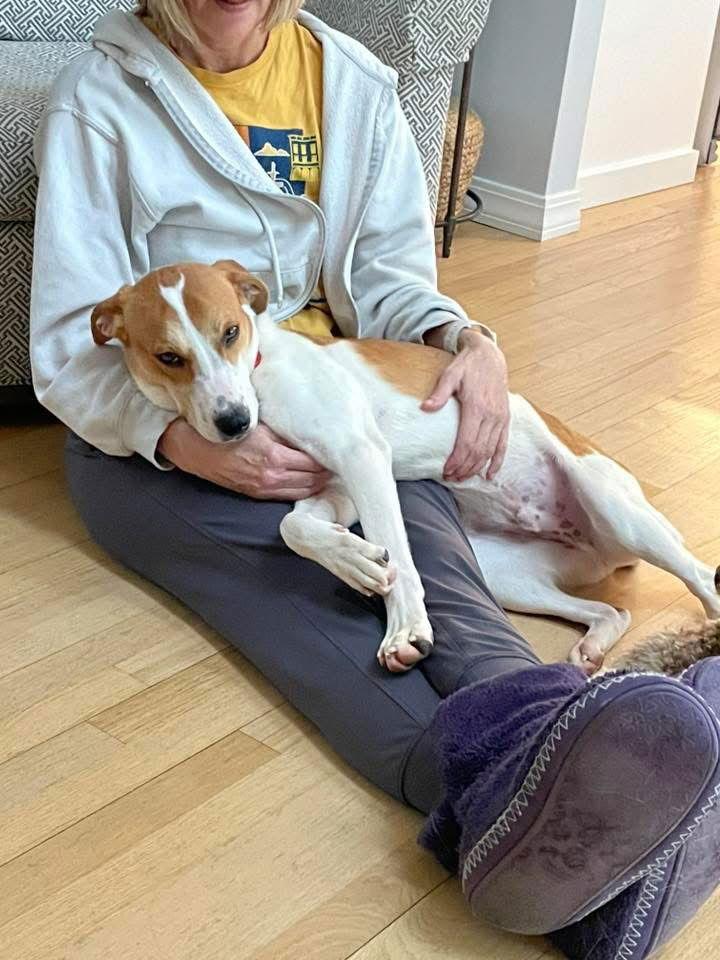 Enlarge Cajun *LOCAL*, a Adoptable Hound in Wakefield, RI image 2/4