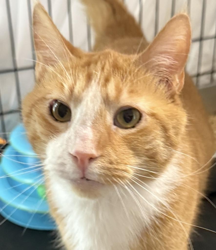 Butterscotch, a Adoptable mixed breed in Ontario, OR image 2/2