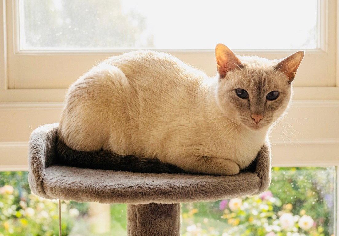 Valentino, Adoptable, Adult Male Siamese.
