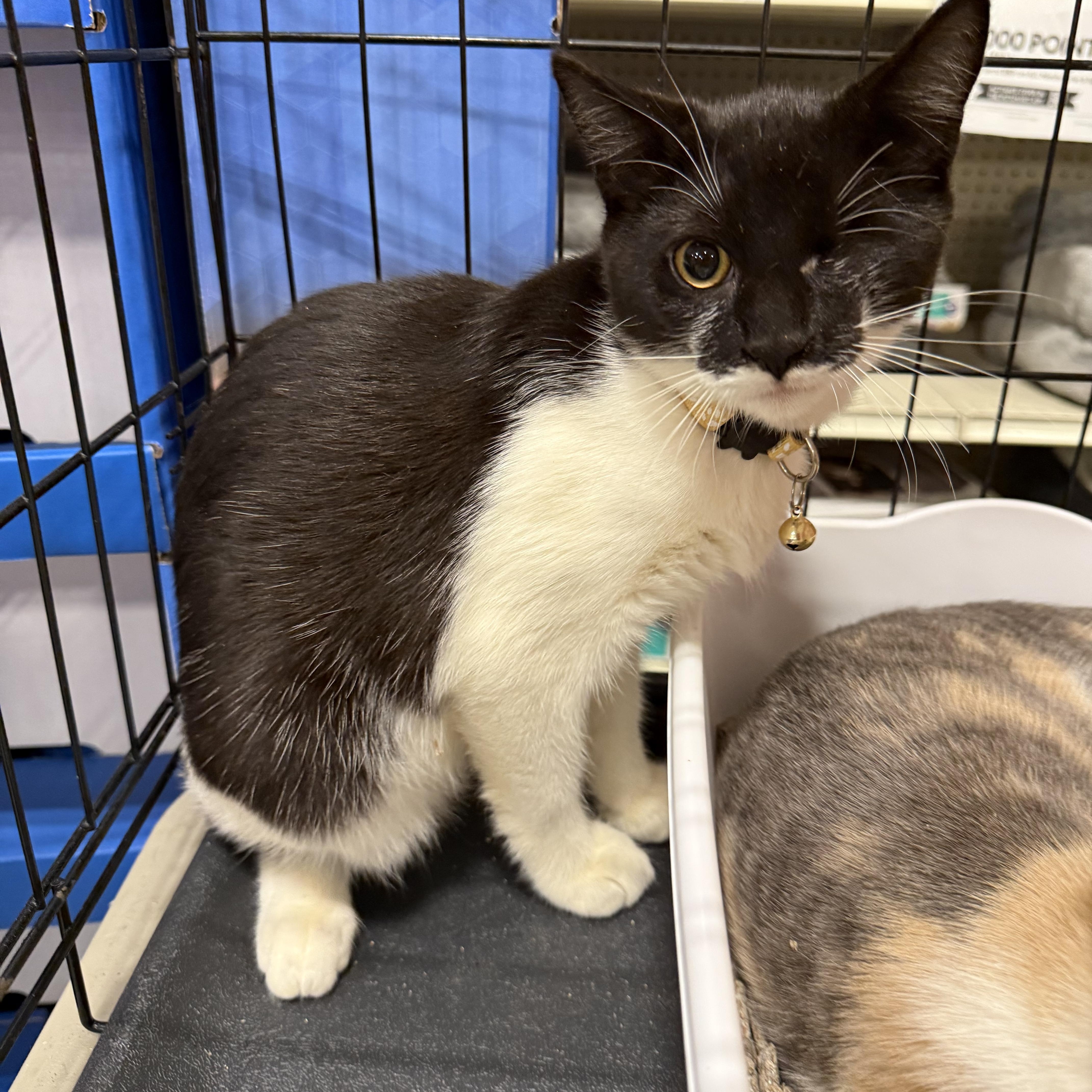 Dipper, a Adoptable Tuxedo in Fresno, CA image 1/5