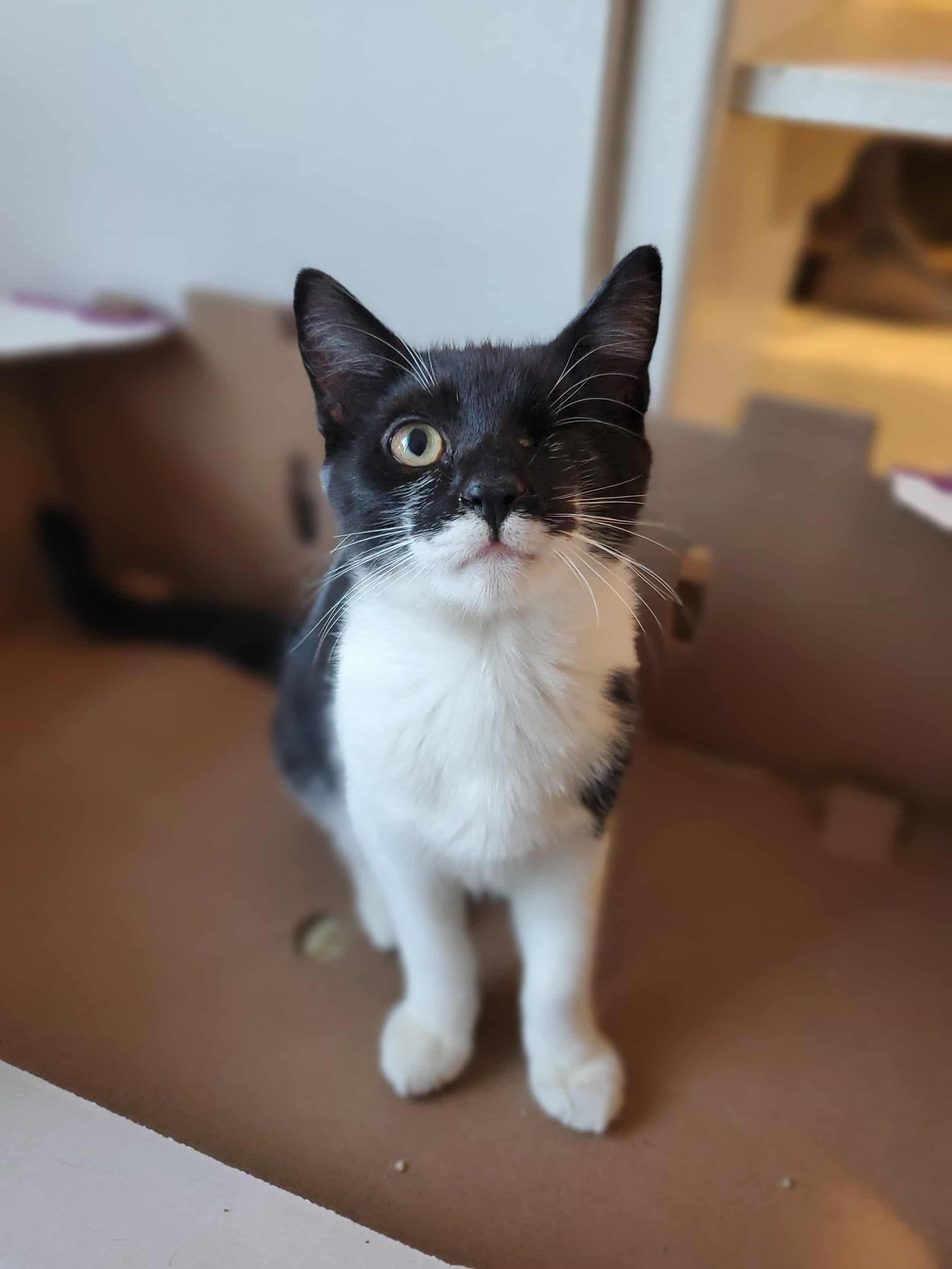 Dipper, a Adoptable Tuxedo in Fresno, CA image 5/5