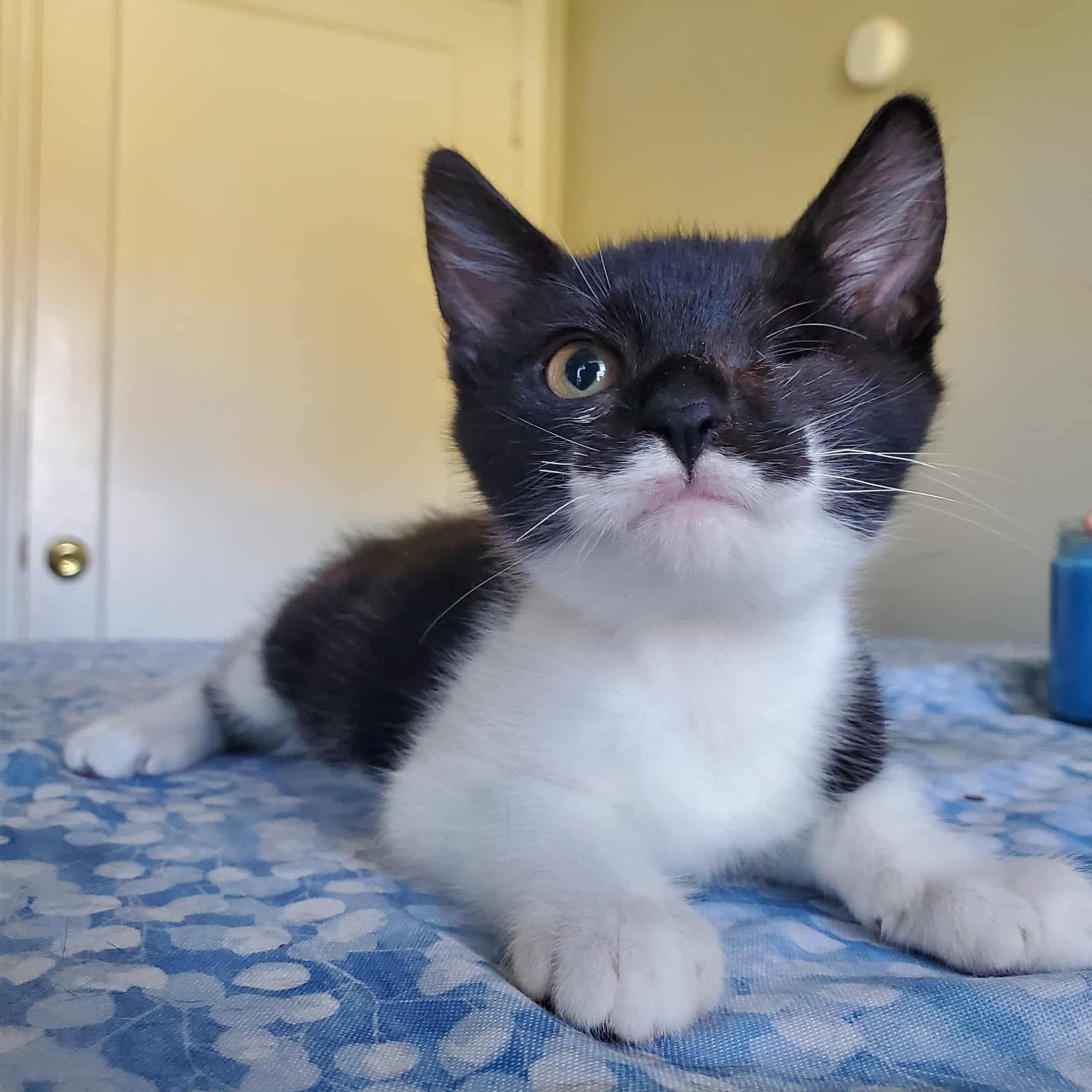 Dipper, a Adoptable Tuxedo in Fresno, CA image 2/5