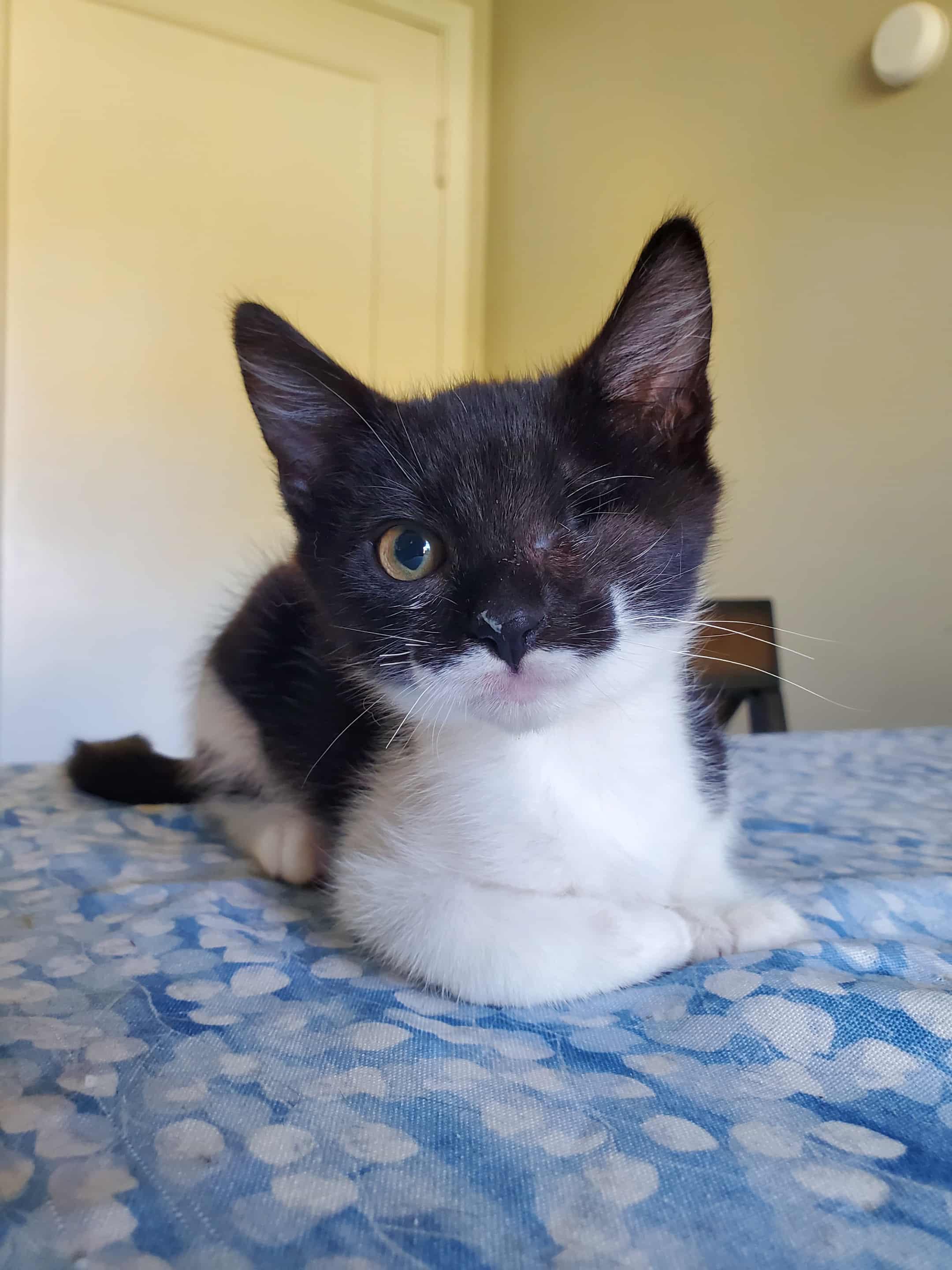 Dipper, a Adoptable Tuxedo in Fresno, CA image 3/5