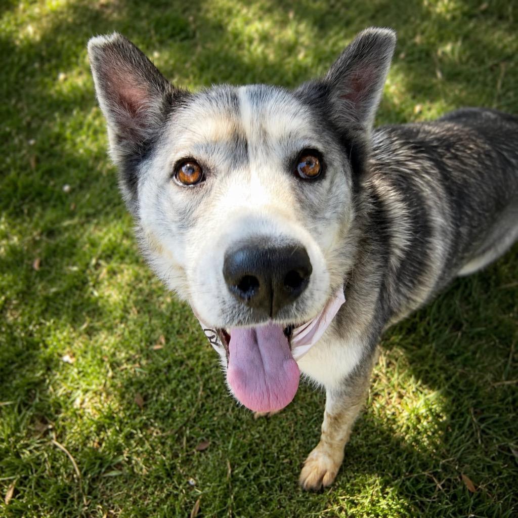 Enlarge Fable, a Adoptable mixed breed in San Diego, CA image 1/3