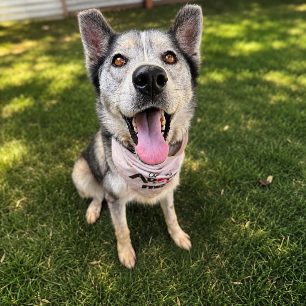 Enlarge Fable, a Adoptable mixed breed in San Diego, CA image 2/3