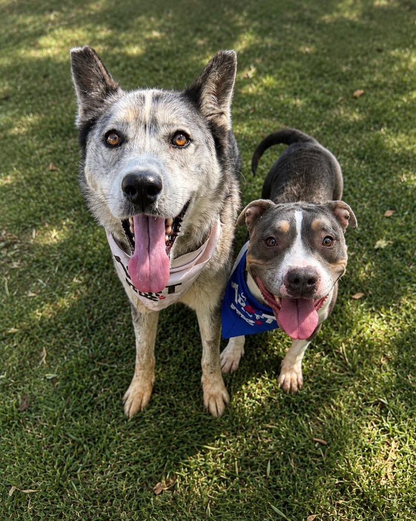 Enlarge Fable, a Adoptable mixed breed in San Diego, CA image 3/3