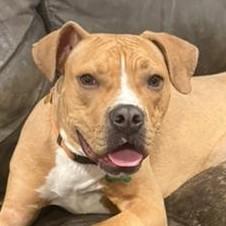 Enlarge Alf, a ADOPTABLE mixed breed in Normal, IL image 1/6