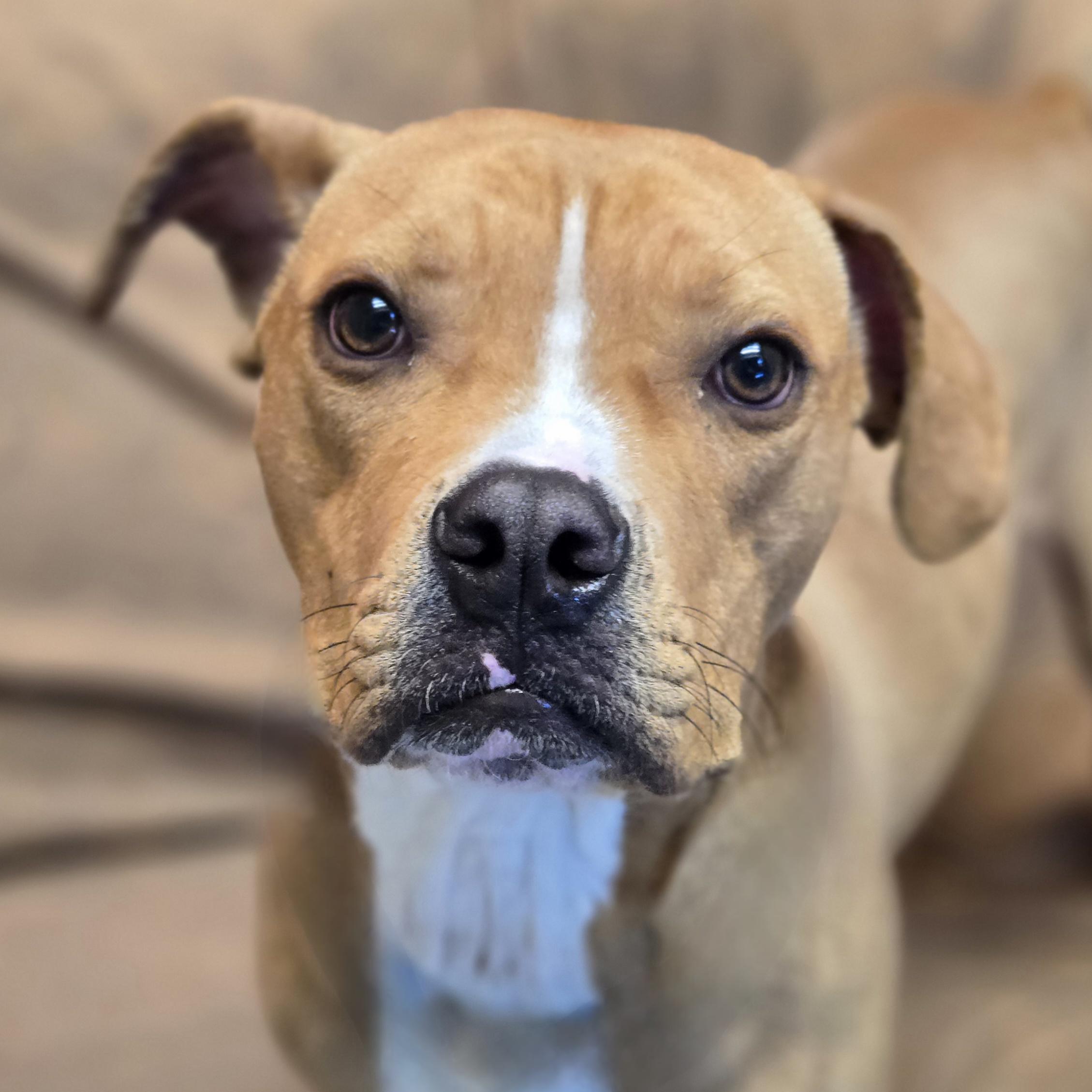 Enlarge Alf, a ADOPTABLE mixed breed in Normal, IL image 2/6