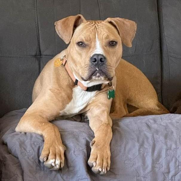 Enlarge Alf, a ADOPTABLE mixed breed in Normal, IL image 3/6