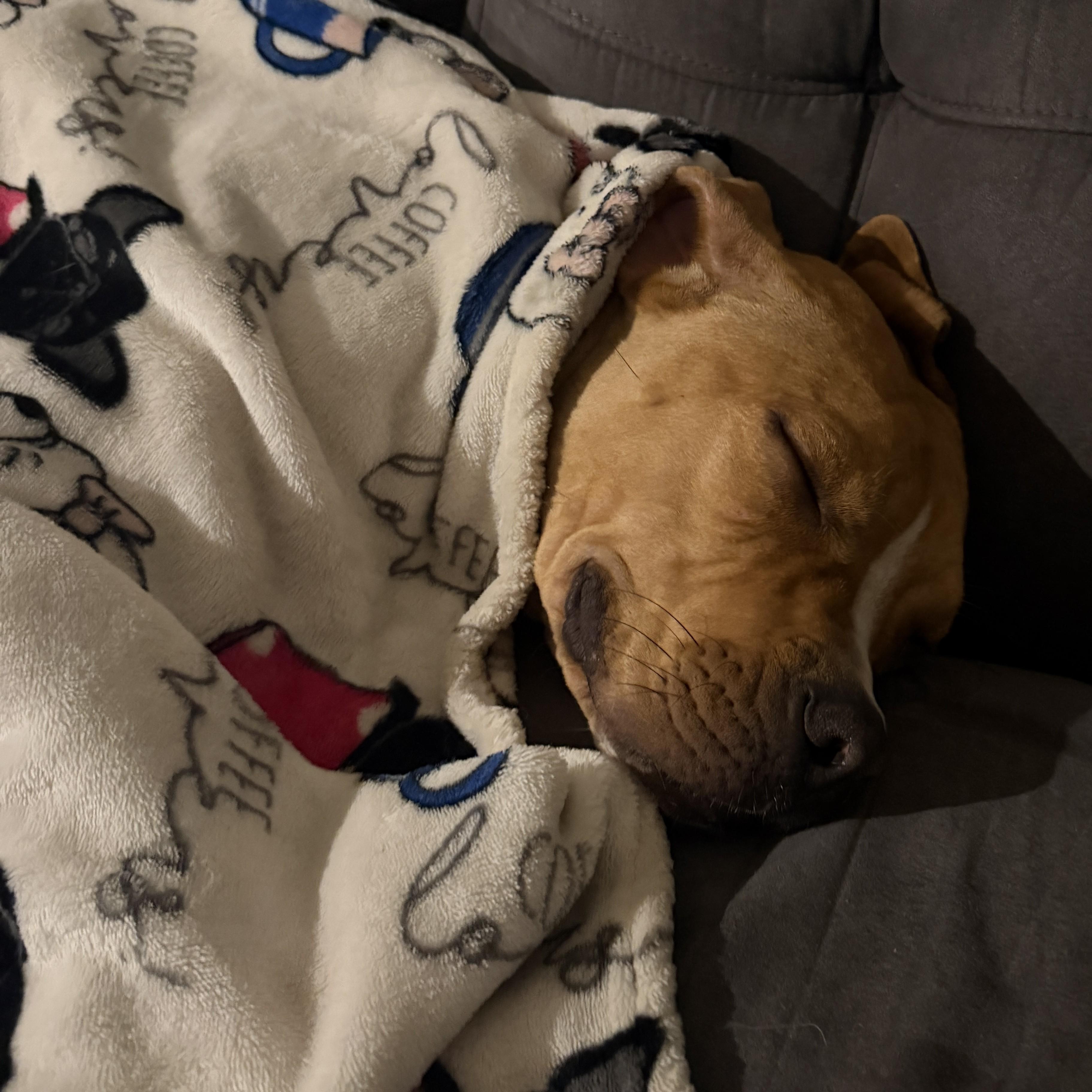 Enlarge Alf, a ADOPTABLE mixed breed in Normal, IL image 6/6