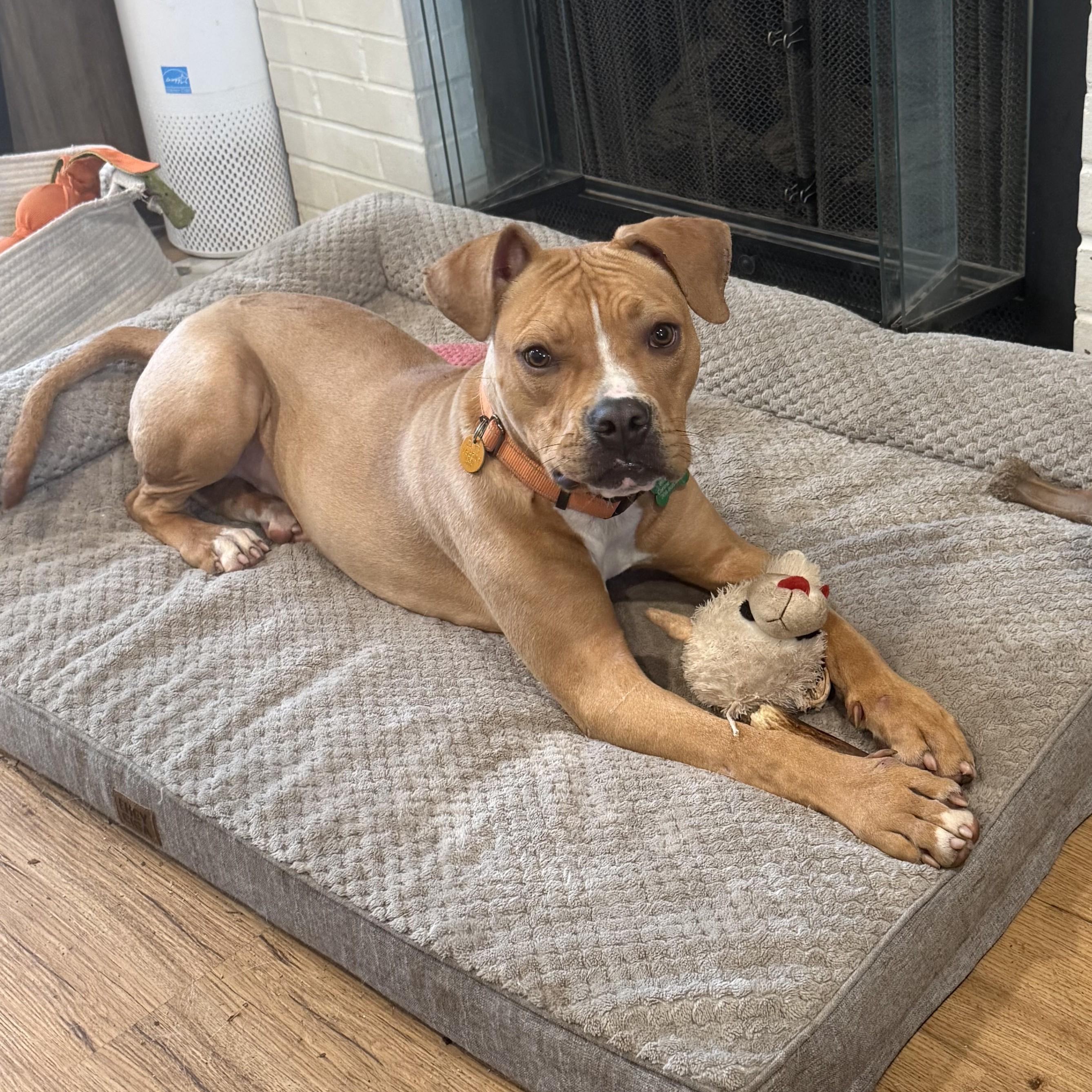 Enlarge Alf, a ADOPTABLE mixed breed in Normal, IL image 5/6