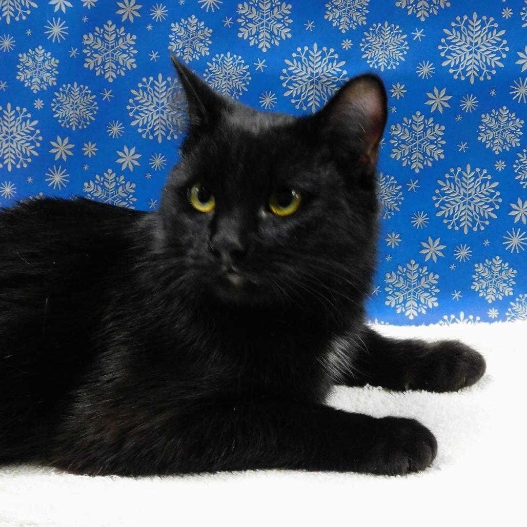 Enlarge Fuller, a Adoptable Domestic Short Hair in Peoria, IL image 1/4