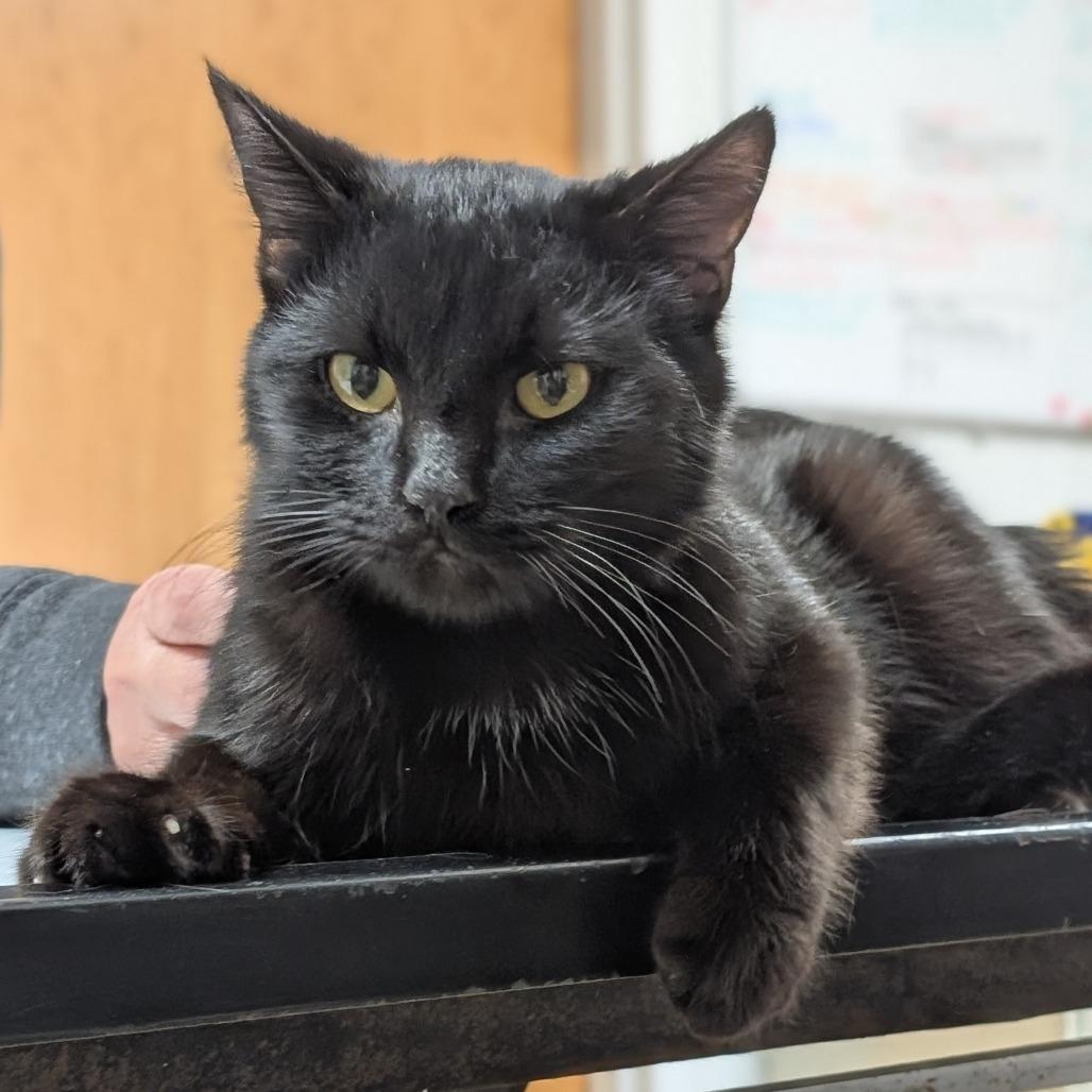 Enlarge Fuller, a Adoptable Domestic Short Hair in Peoria, IL image 2/4