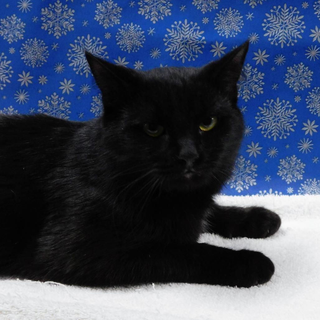 Enlarge Fuller, a Adoptable Domestic Short Hair in Peoria, IL image 3/4