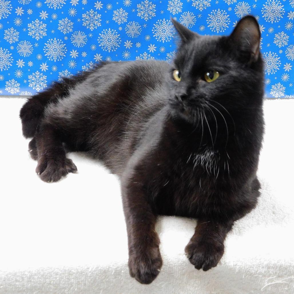 Enlarge Fuller, a Adoptable Domestic Short Hair in Peoria, IL image 4/4
