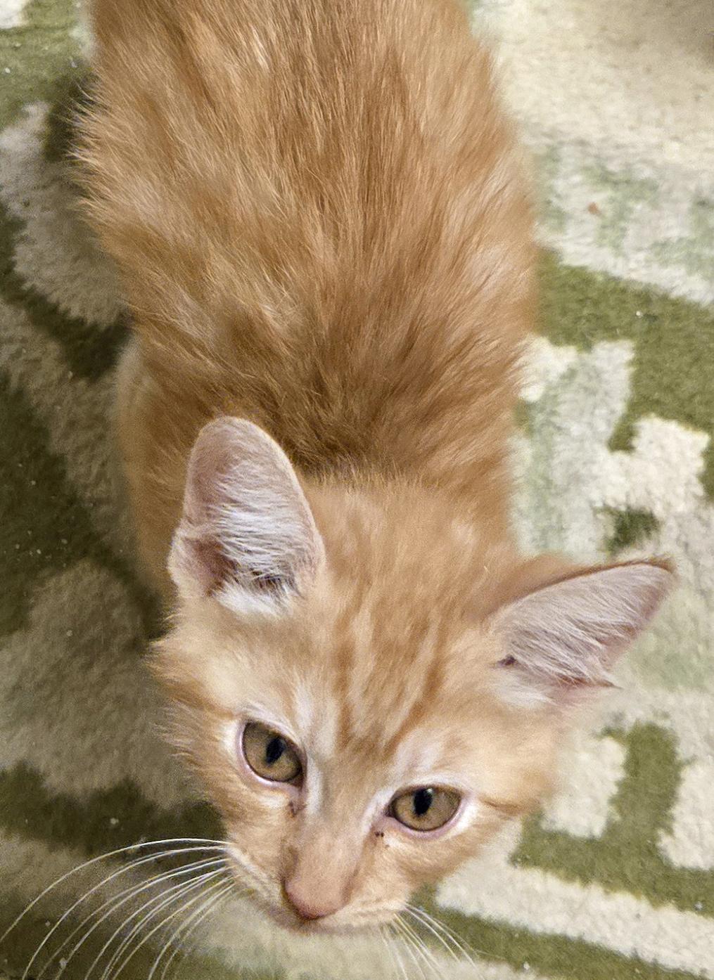 Enlarge Graham, an adopted Tabby in Salem, OR image 2/3