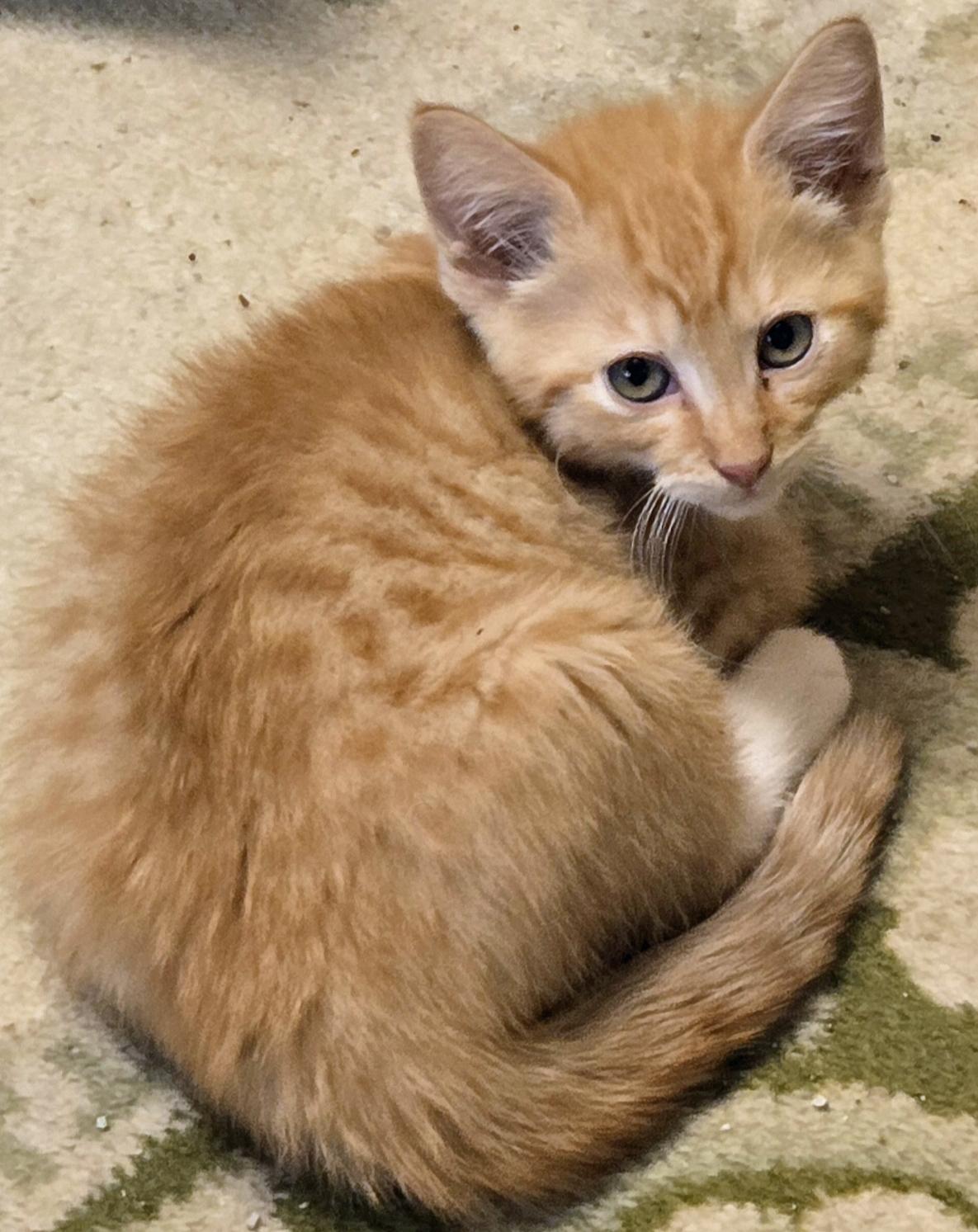 Enlarge Graham, an adopted Tabby in Salem, OR image 1/3