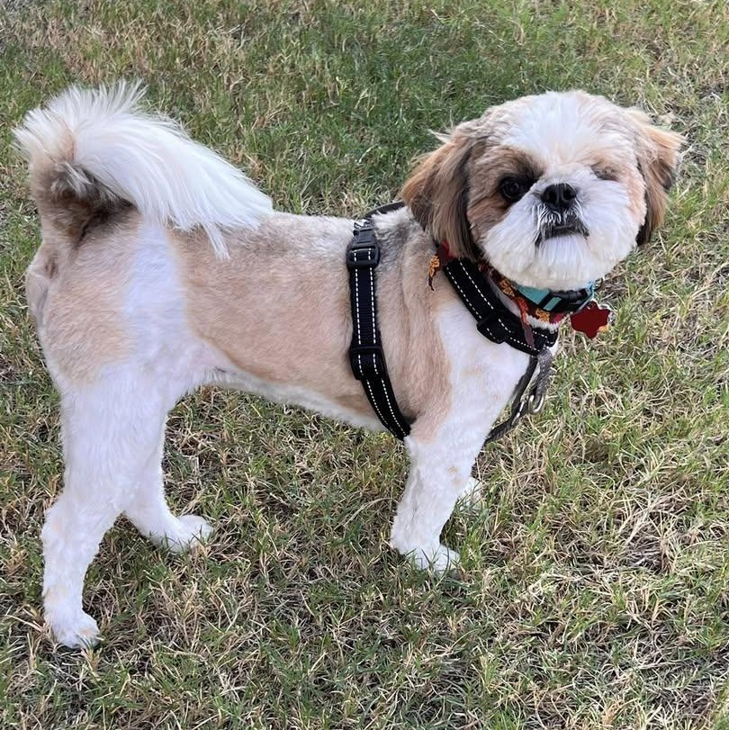 Albert Worth, Adoptable, Young Male Lhasa Apso.
