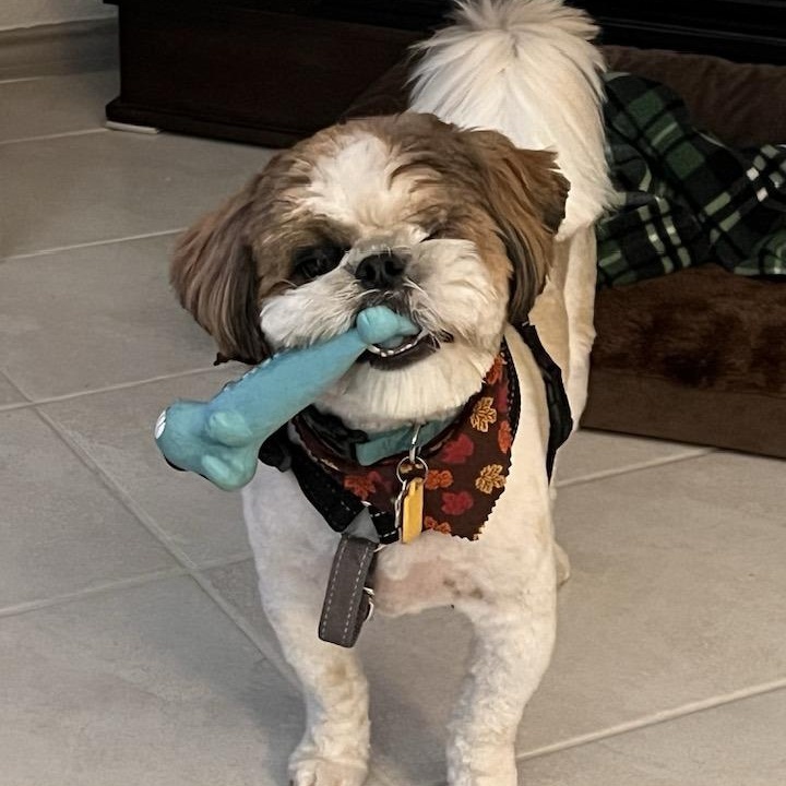 Enlarge Albert Worth, a Adoptable Shih Tzu in Plano, TX image 2/5