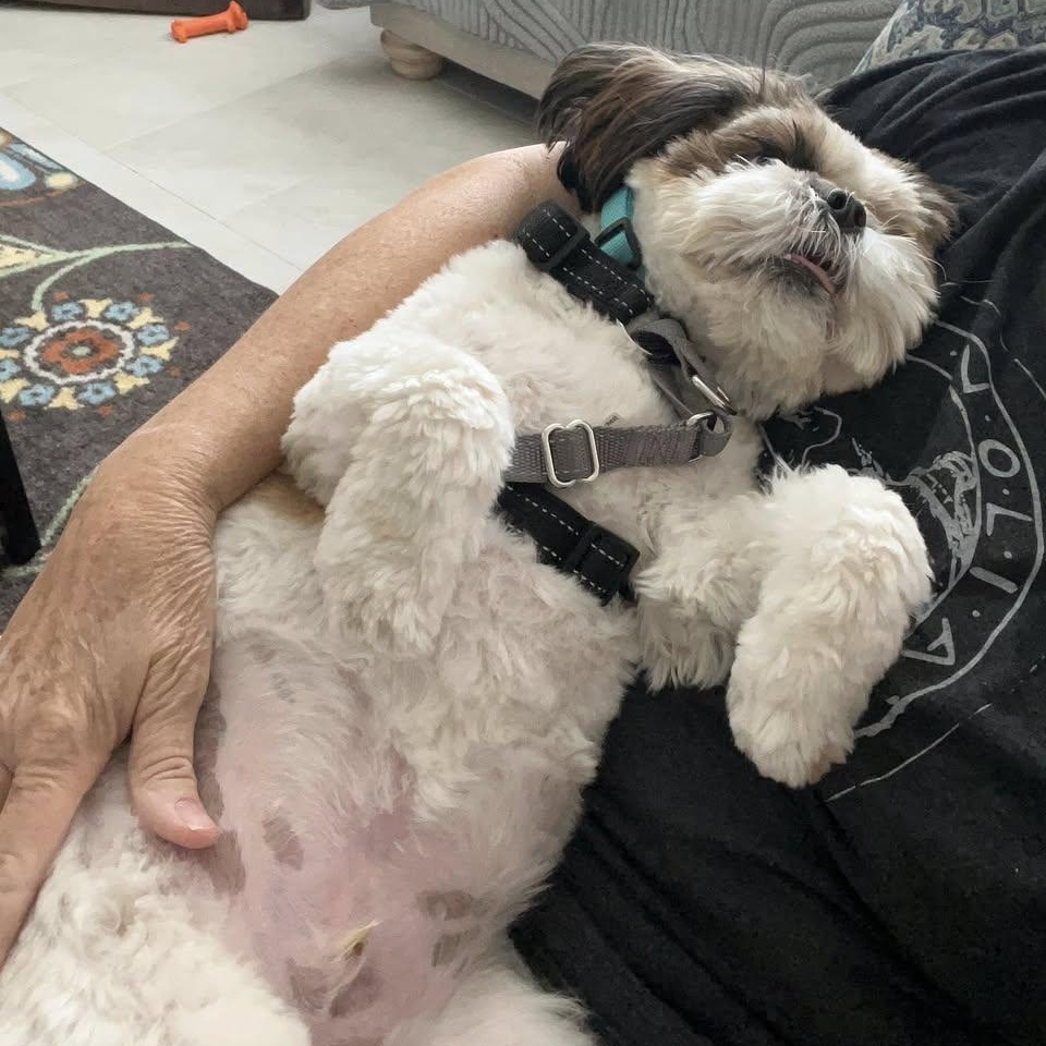 Enlarge Albert Worth, a Adoptable Shih Tzu in Plano, TX image 4/5