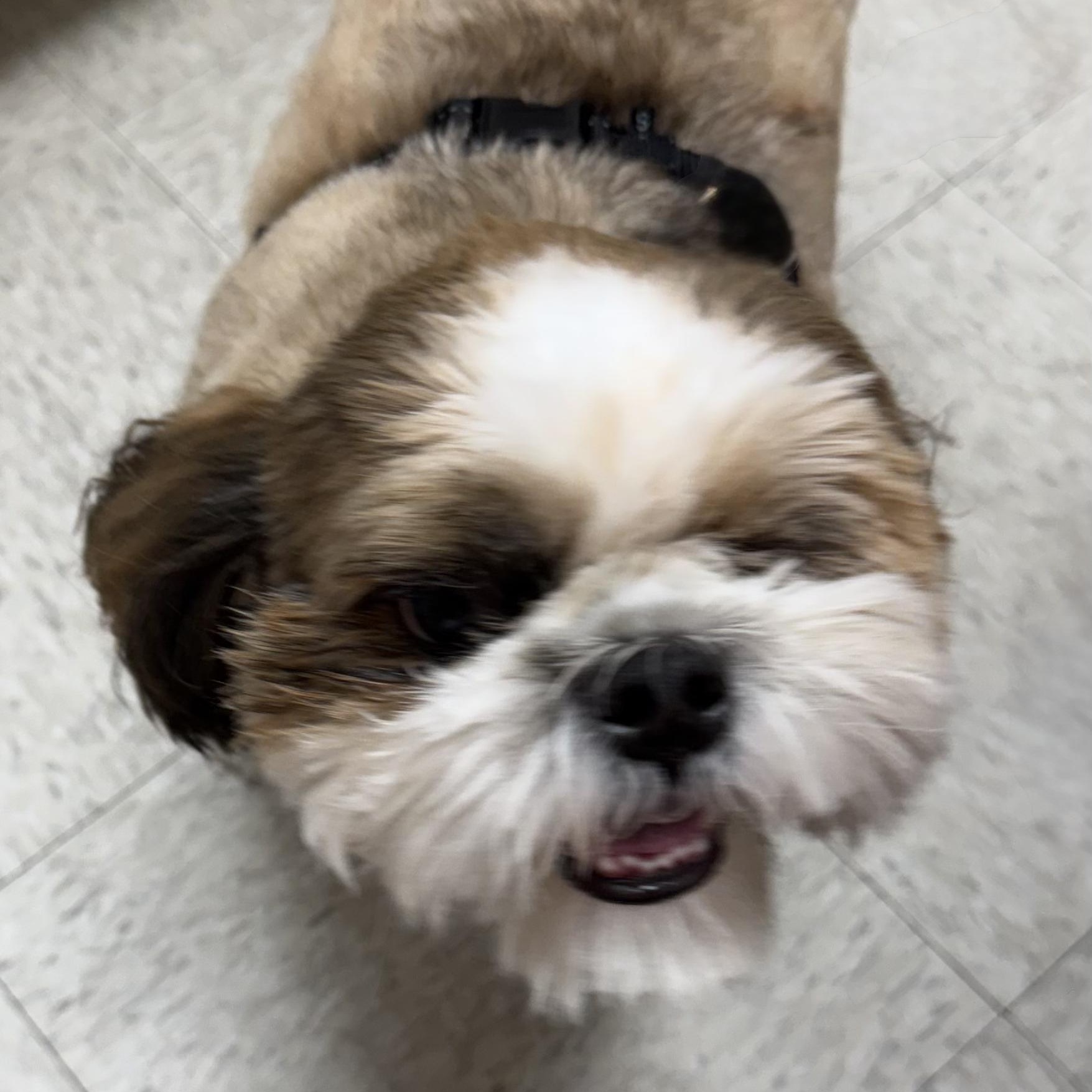 Albert Worth, Adoptable, Young Male Shih Tzu.