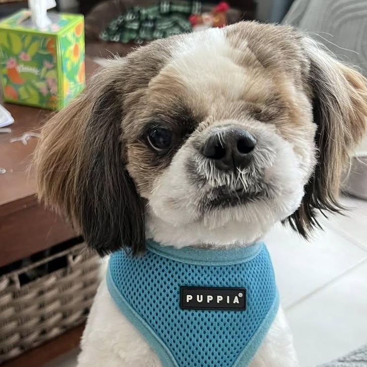 Albert Worth, Adoptable, Young Male Lhasa Apso.