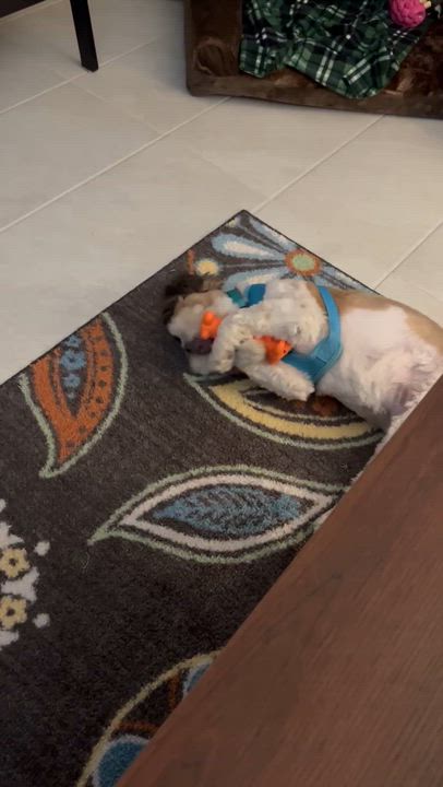 Enlarge Albert Worth, a Adoptable Shih Tzu in Plano, TX video 5/5