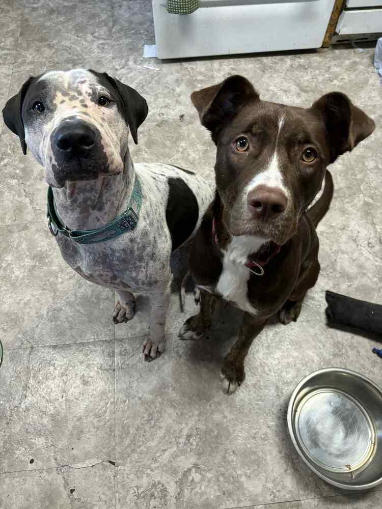 Enlarge Lady Bug, a Adoptable mixed breed in Muskegon, MI image 1/4