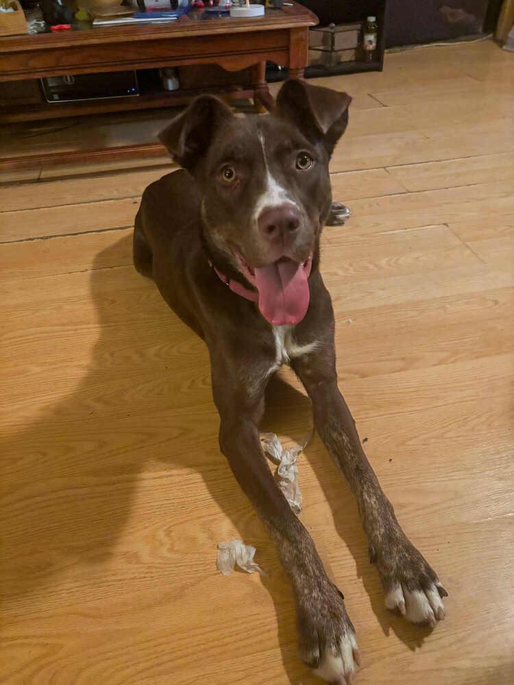 Lady Bug, Adoptable, Adult Female Pointer & Husky.