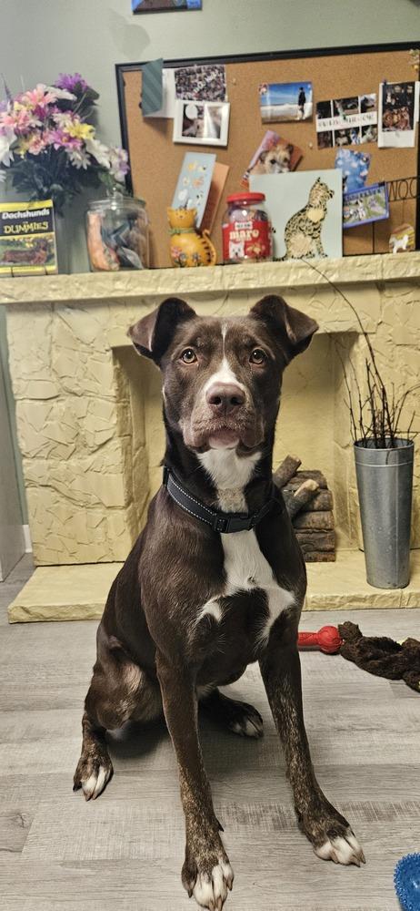 Lady Bug, Adoptable, Adult Female Pointer & Husky.