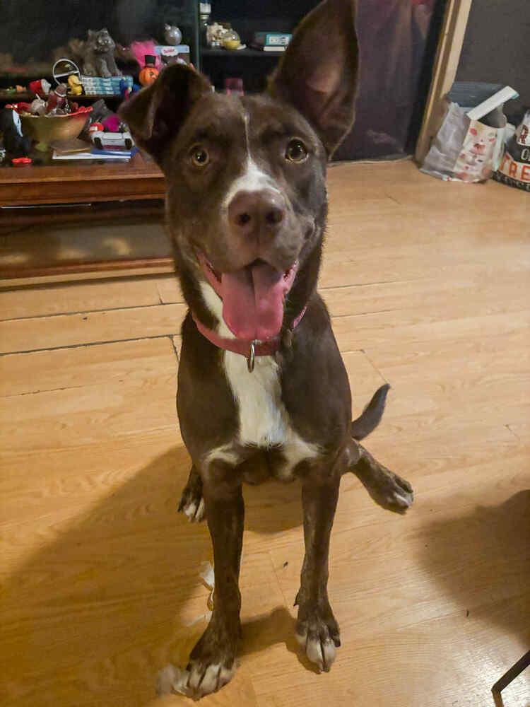 Enlarge Lady Bug, a Adoptable mixed breed in Muskegon, MI image 3/4