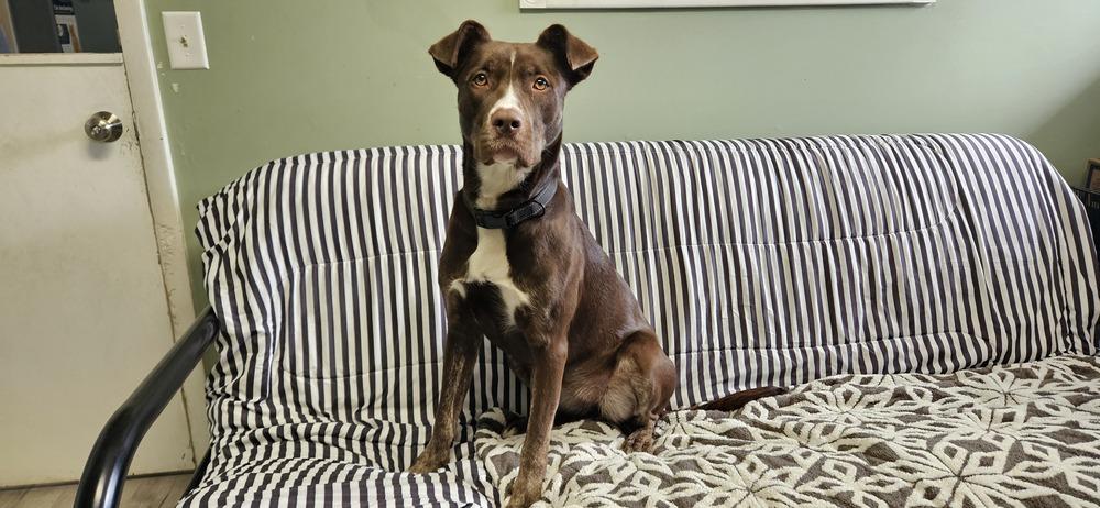 Lady Bug, a Adoptable mixed breed in Muskegon, MI image 4/6