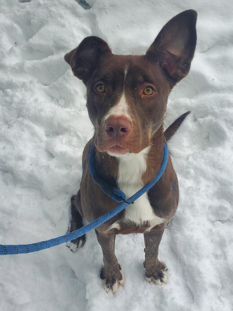 Enlarge Lady Bug, a Adoptable mixed breed in Muskegon, MI image 4/4