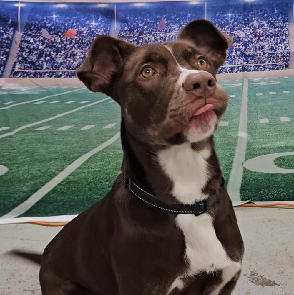 Enlarge Lady Bug, a Adoptable mixed breed in Muskegon, MI image 5/5