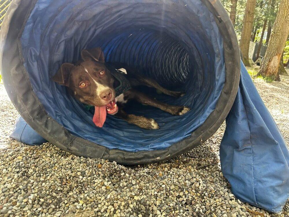 Lady Bug, a Adoptable mixed breed in Muskegon, MI image 5/6