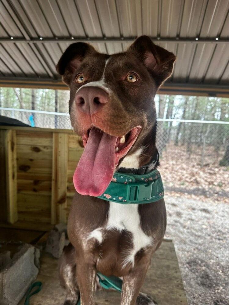 Enlarge Lady Bug, a Adoptable mixed breed in Muskegon, MI image 6/6