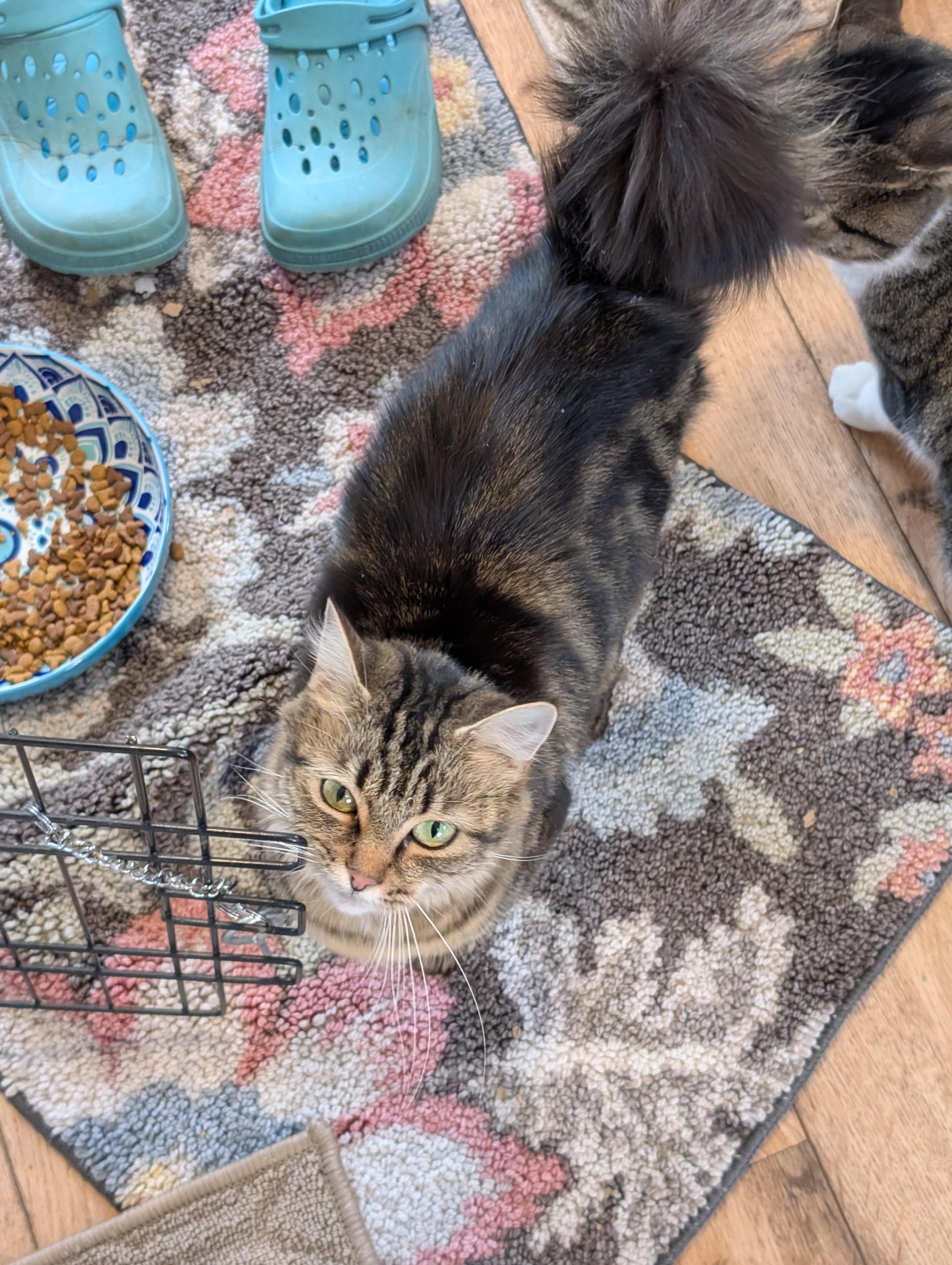 Nadia, Adoptable, Young Female Domestic Medium Hair.