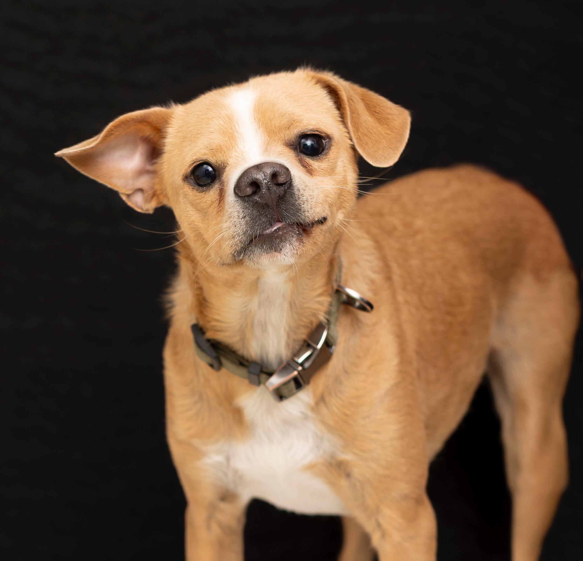Shiloh photo 1