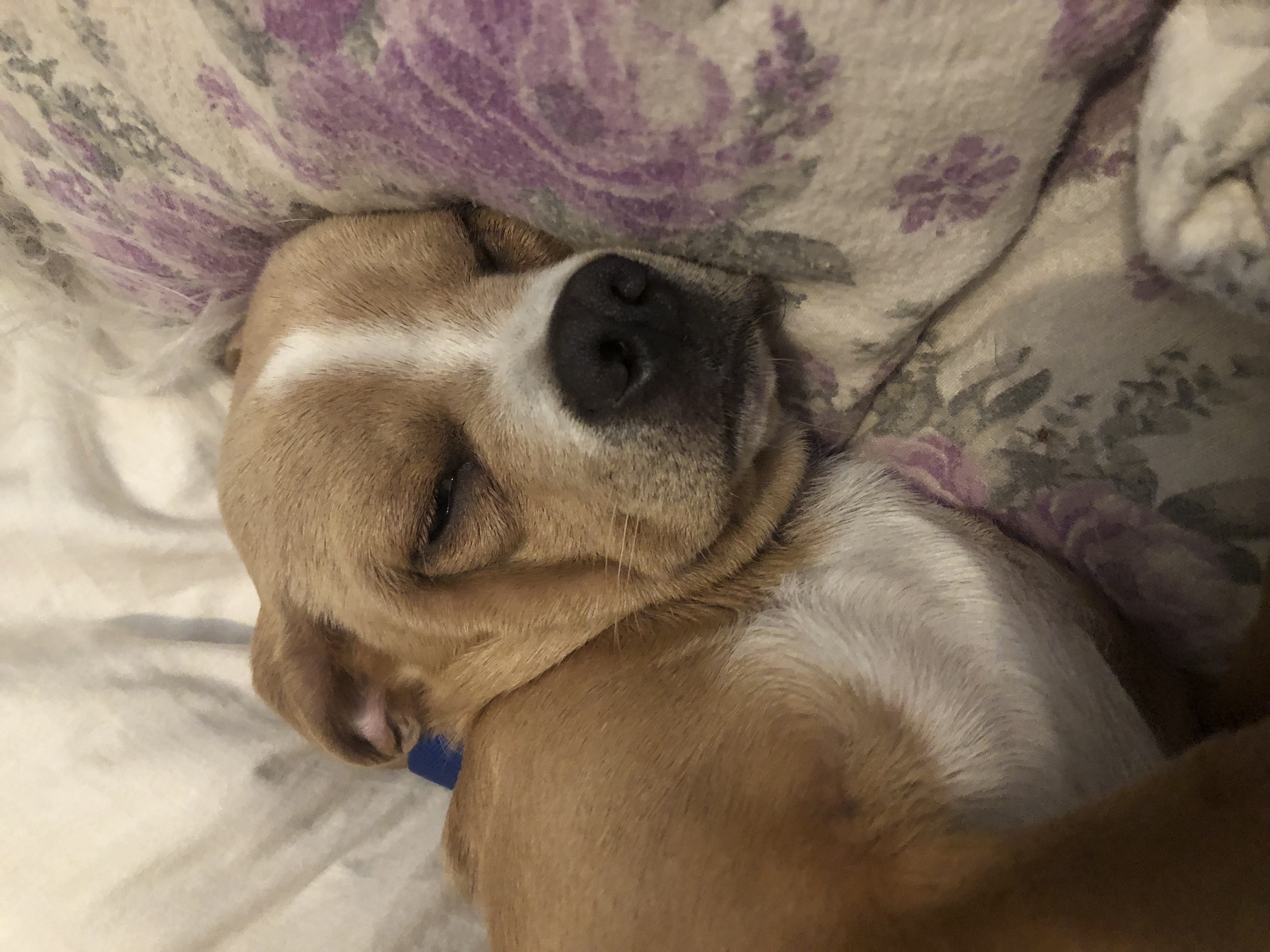 Shiloh photo 4