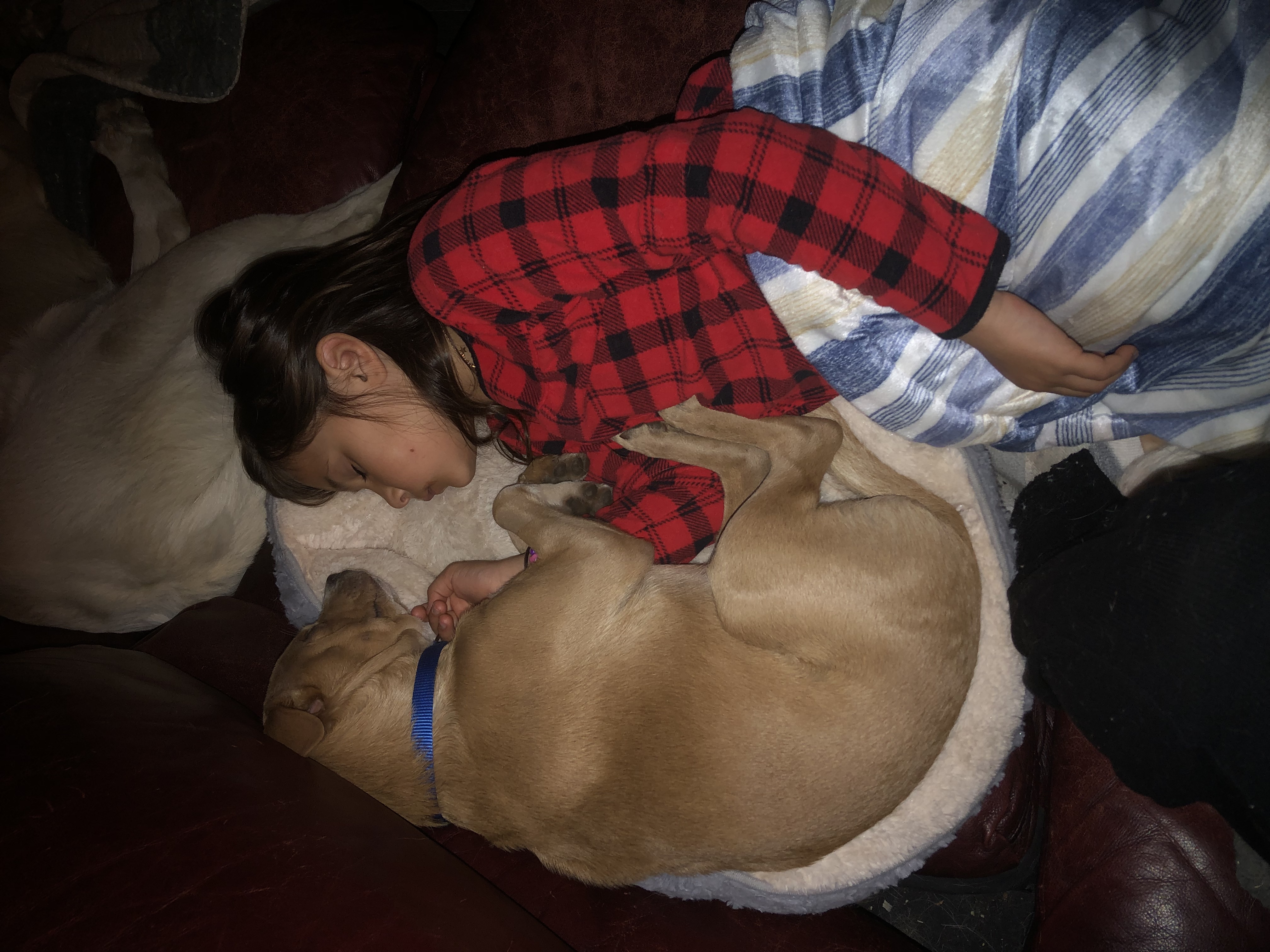 Shiloh photo 5