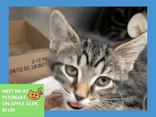 DRUMSTICK, Adoptable, Kitten Male Domestic Short Hair.