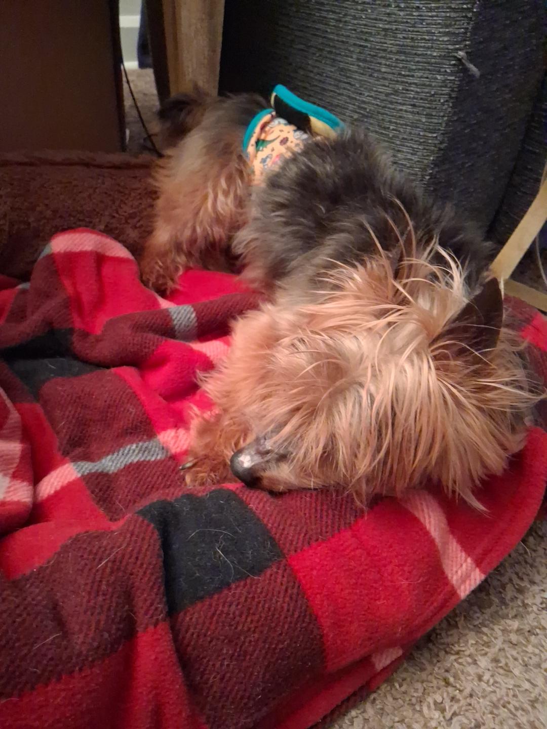Enlarge Billy, an adopted Yorkshire Terrier in Indianapolis, IN image 2/3