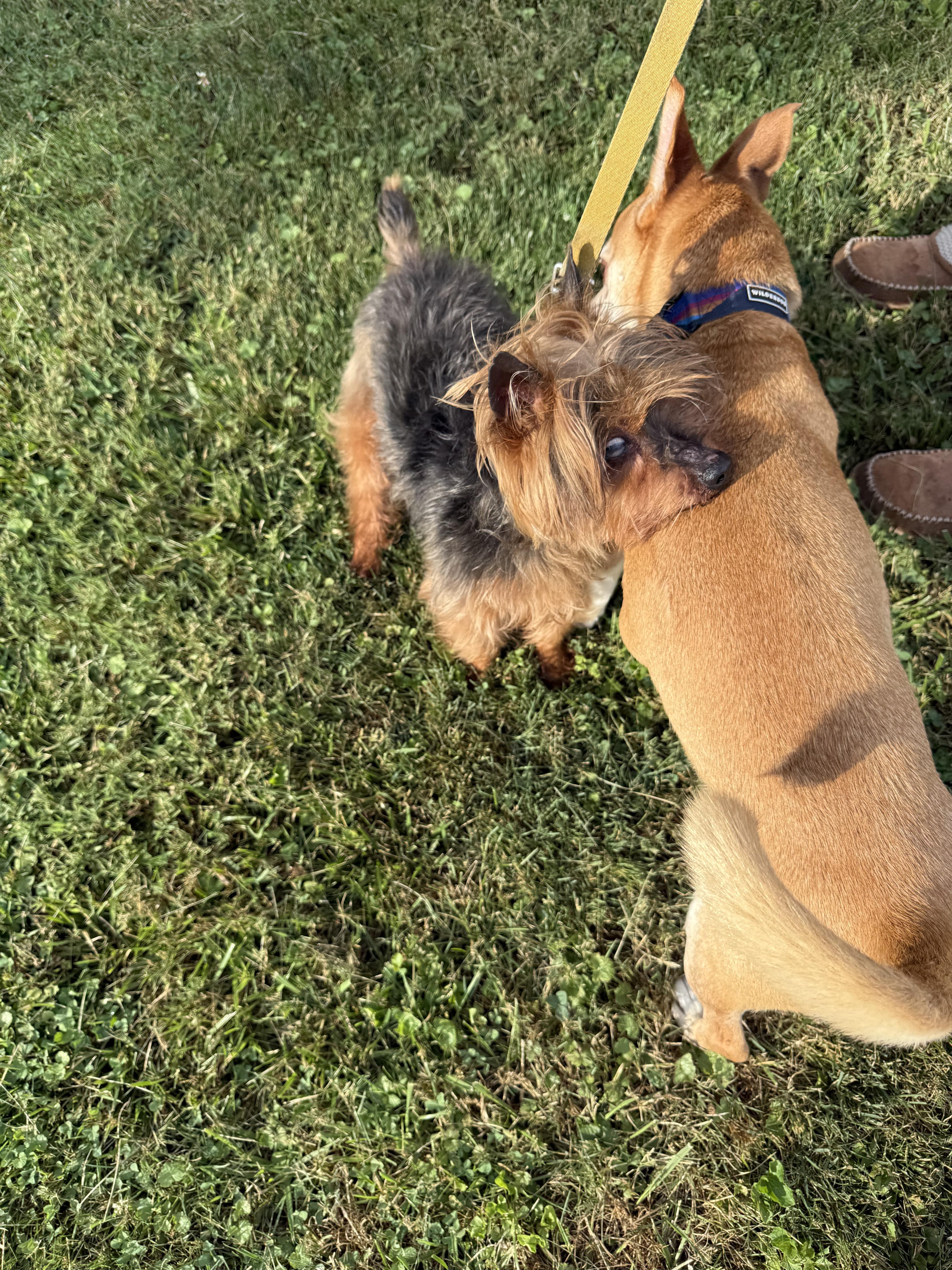 Billy, adopted, Senior Male Yorkshire Terrier.
