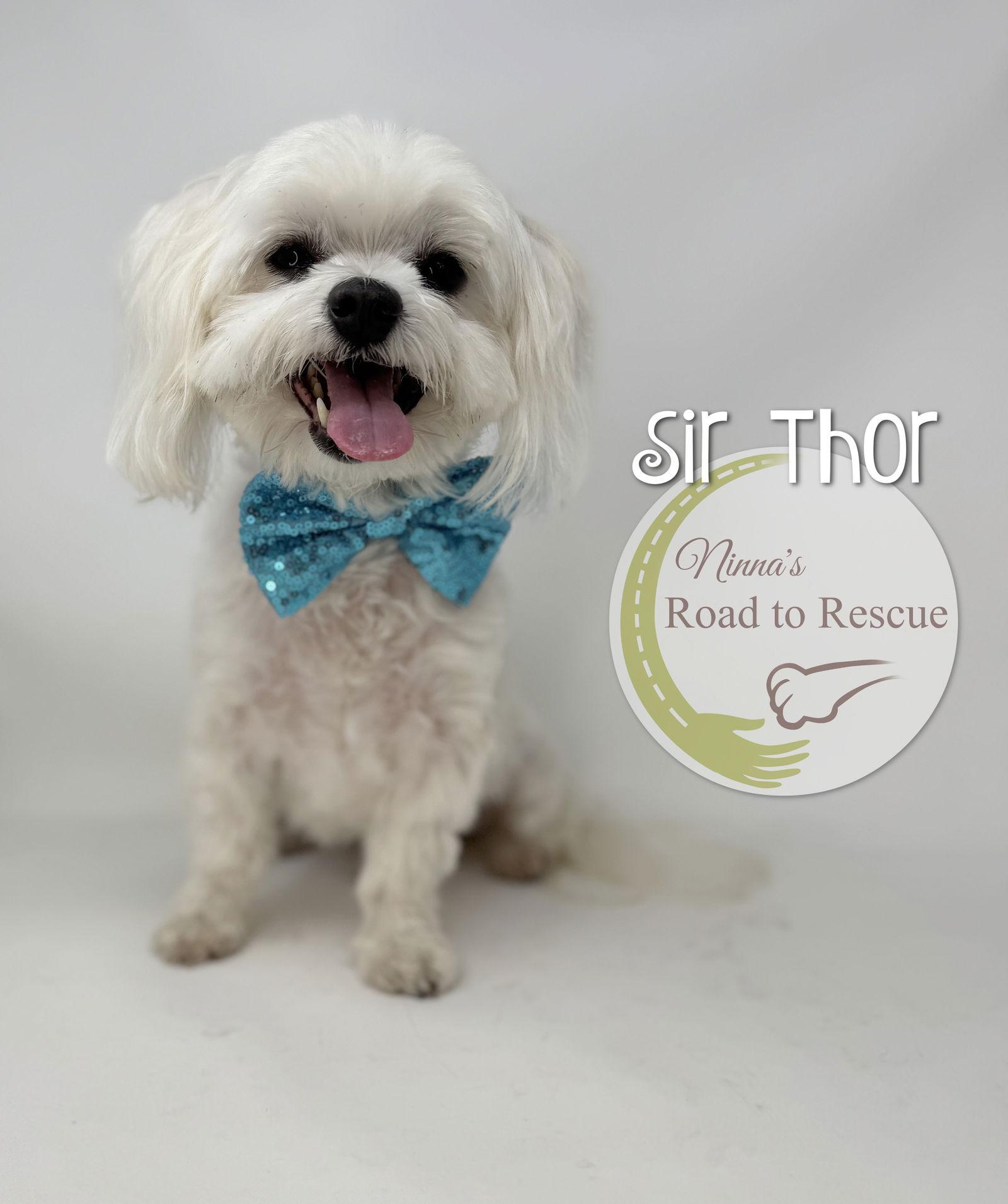 Enlarge Sir Thor, a Adopted Maltese in Benton, LA image 1/2