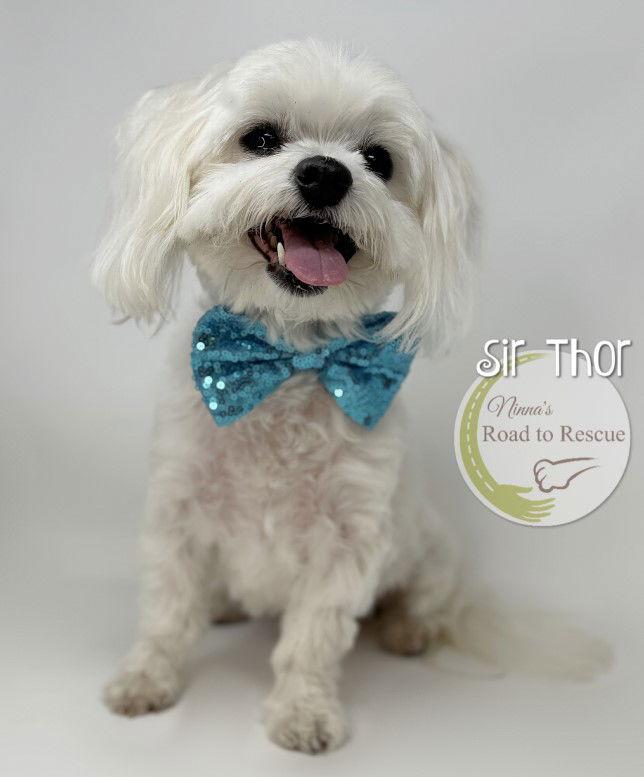 Enlarge Sir Thor, a Adopted Maltese in Benton, LA image 2/2