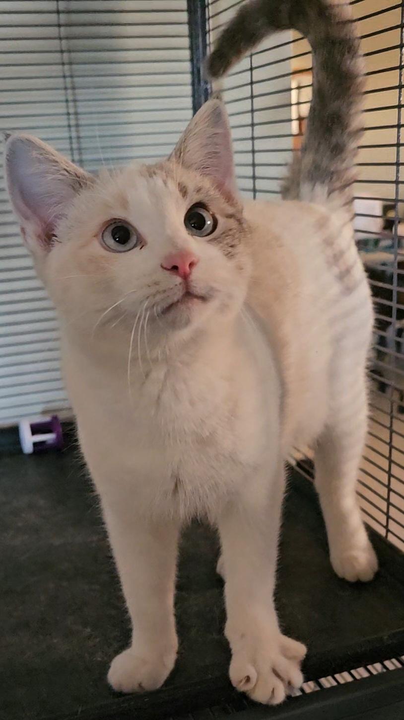 Maizie, Adopted, Young Female Domestic Short Hair.