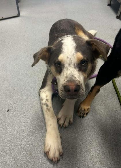 D.O.G, Adoptable, Adult Male Cattle Dog & Mixed Breed.